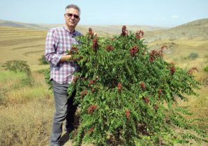 سماق قرمز هوراند برای نخستین‌بار در کشور از طریق کشت بافت به بار نشست