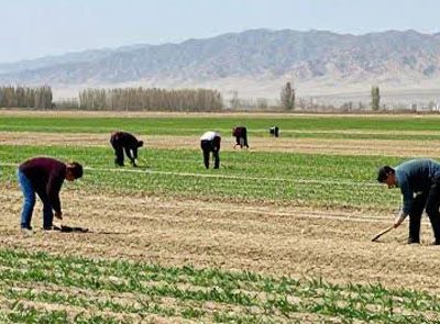 معرفی ارقام مقاوم و پربازده علوفه‌ای برای توسعه کشت دیم در استان آذربایجان شرقی