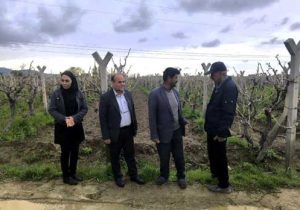 شهرستان بناب؛ با تولید ۳۵ هزار و ۱۱۲تن کشمش، رتبه نخست استان در فرآوری و صادرات انگور