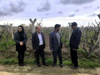 شهرستان بناب؛ با تولید ۳۵ هزار و ۱۱۲تن کشمش، رتبه نخست استان در فرآوری و صادرات انگور