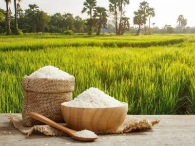 تولید بیش از ۳۲ هزار تن برنج سفید در آذربایجان شرقی