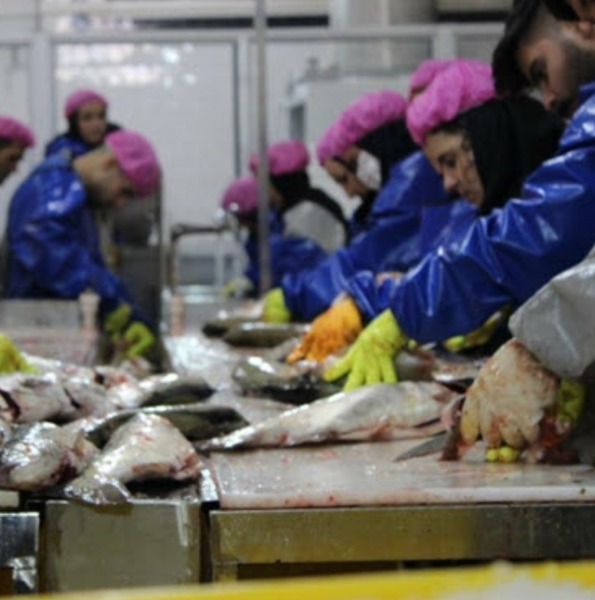 صدور اولین کد IR دامپزشکی برای کارخانه فراوری و بسته‌بندی گوشت ماهی و تخم ماهی قزل آلا