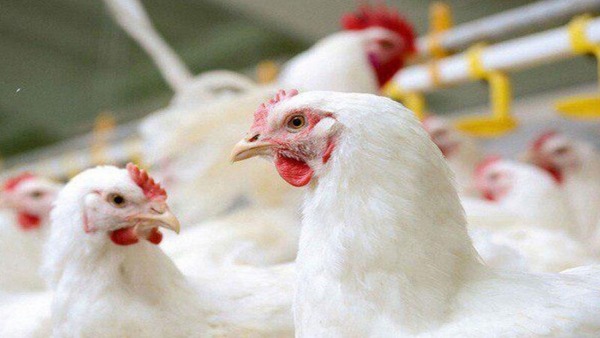 آذربایجان شرقی عاری از آنفلوآنزای پرندگان