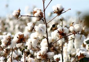 تصویب طرح سرمایه‌گذاری کشت و فرآوری پنبه توسط سرمایه‌گذار ترکیه‌ای درمنطقه آزاد ارس