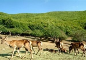 جمعیت حیات وحش آذربایجانشرقی رو به افزایش است