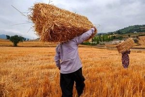 پیش‌بینی تولید ۶ میلیون تن گندم در دیم‌زار‌های کشور