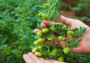 پیش بینی تولید ۳۰ هزار تن نخود در آذربایجان شرقی