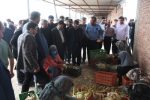 افتتاح یک واحد سردخانه و سورتینگ با ظرفیت تولید سالانه یک‌هزار تن در آذرشهر
