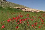 آغاز کوچ عشایر سه استان شمالغرب به مراتع آذربایجان شرقی