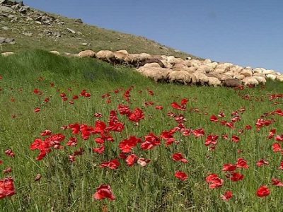 آغاز کوچ عشایر سه استان شمالغرب به مراتع آذربایجان شرقی