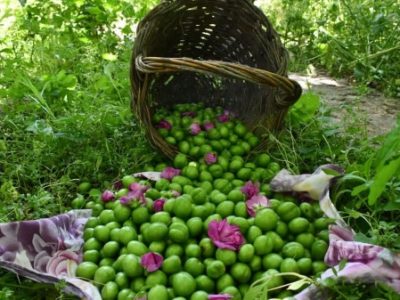 رتبه دوم آذربایجان شرقی در تولید گوجه سبز در کشور