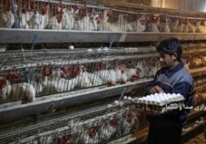 سهم ۹.۵ درصدی آذربایجان شرقی در تولید تخم مرغ کشور