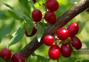 رتبه دوم آذربایجان شرقی در تولید زغال اخته در کشور