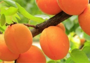 معرفی ارقام پاکوتاه زردآلو در آذربایجان شرقی برای نخستین بار در سطح خاورمیانه
