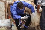 پیشرفت ۹۲ درصدی عملیات واکسیناسیون دام‌های استان برعلیه بیماری طاعون نشخوارکنندگان کوچک PPR))