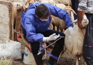 پیشرفت ۹۲ درصدی عملیات واکسیناسیون دام‌های استان برعلیه بیماری طاعون نشخوارکنندگان کوچک PPR))