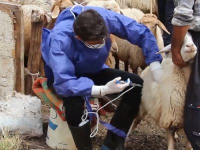 پیشرفت ۹۲ درصدی عملیات واکسیناسیون دام‌های استان برعلیه بیماری طاعون نشخوارکنندگان کوچک PPR))