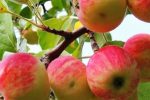 تداوم برداشت سیب تابستانه از باغات مراغه
