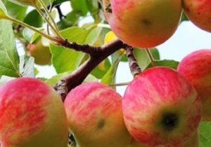 تداوم برداشت سیب تابستانه از باغات مراغه