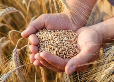 افزایش ۲۵ درصدی تولید گندم درهشترود