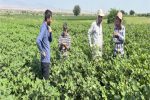 بازدید مدیر کل دفتر بازرسی وزارت جهاد کشاورزی از سردخانه دولتی آذر و مجتمع انباری نهاده های دامی مایان