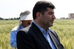 خرید بیش از ۴۹۵ هزار تن گندم در آذربایجان شرقی