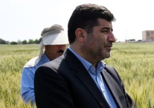 خرید بیش از ۴۹۵ هزار تن گندم در آذربایجان شرقی