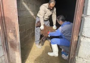 برگزاری رزمایش جهادگران فاطمی ۴ اداره دامپزشکی و سپاه ناحیه شهرستان هشترود
