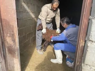 برگزاری رزمایش جهادگران فاطمی ۴ اداره دامپزشکی و سپاه ناحیه شهرستان هشترود