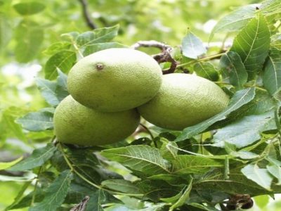 برداشت ۵۸۰۰ تن گردو در اسکو