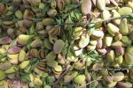 برداشت ۲ هزار و ۲۰۰ تن بادام از باغهای شهرستان اسکو
