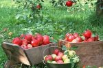 پیش بینی برداشت ۲۷۰ هزار تن سیب درختی در مراغه