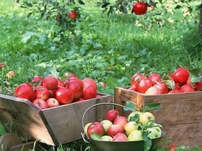 پیش بینی برداشت ۲۷۰ هزار تن سیب درختی در مراغه