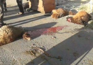 تلف شدن ۲۱ راس گوسفند در تصادف هولناک با کامیونت