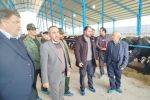 افتتاح گاوداری صنعتی با اعتبار ۱۰۰ میلیارد ریال در بخش گوگان شهرستان آذرشهر