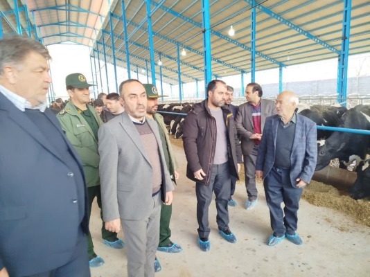 افتتاح گاوداری صنعتی