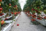صادرات بیش از یک هزار تن محصولات گلخانه‌ای از ارس