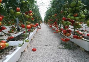 صادرات بیش از یک هزار تن محصولات گلخانه‌ای از ارس