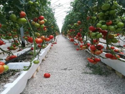 صادرات بیش از یک هزار تن محصولات گلخانه‌ای از ارس