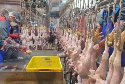 پاک مرغ سراب؛ فرصتی طلایی برای توسعه اقتصاد در سراب، نیازمند توجه و حمایت دولت!