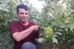 پسته کاری در آذربایجان با شعار “هر آذربایجان لی، بیر پوسته باغی”!