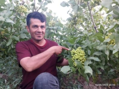 پسته کاری در آذربایجان با شعار