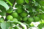 رتبه دوم آذربایجان شرقی در تولید گوجه سبز