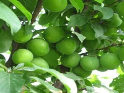 رتبه دوم آذربایجان شرقی در تولید گوجه سبز