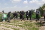 احداث باغ الگویی گیاهان دارویی در تبریز با هدف توسعه کشت گیاهان کم‌آب‌بر