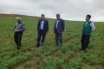 جهش ۱۰ برابری تولید علوفه در اراضی دیم آذربایجان شرقی: خبر خوش برای دامداران