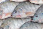 صادرات اولین محموله ماهیان قزل آلای زنده تولیدی استان آذربایجان شرقی به کشور عراق
