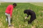 مبارزه به موقع بهره‌برداران بستان‌آبادی با مگس گلرنگ با نظارت کارشناسان جهاد کشاورزی