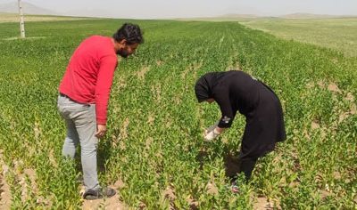 مبارزه به موقع بهره‌برداران بستان‌آبادی با مگس گلرنگ با نظارت کارشناسان جهاد کشاورزی
