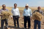 برداشت ۶ هزار تن نخود در شهرستان هشترود